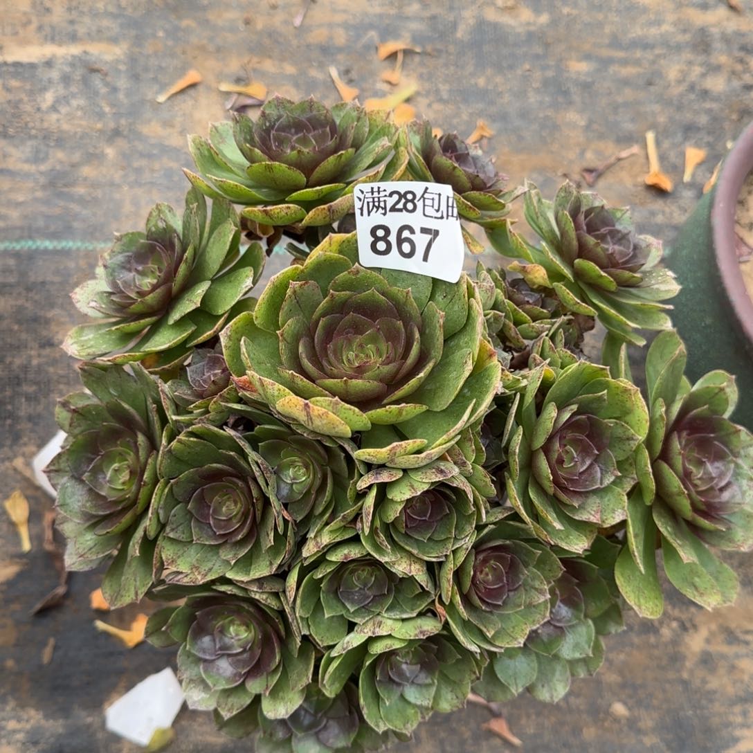 万拉丝多肉867满28包邮断枝不包