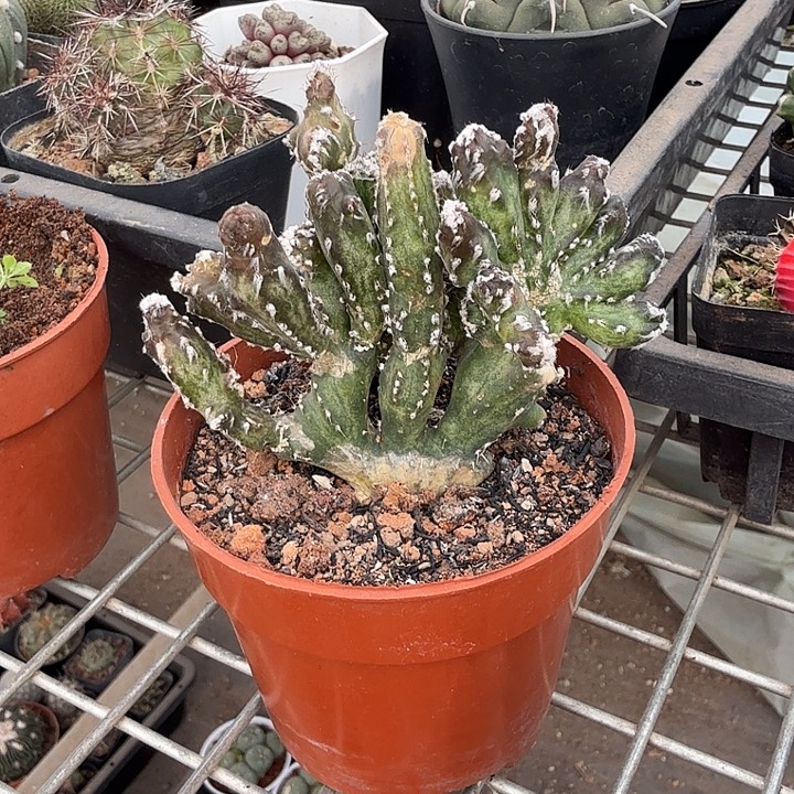 小***节实生残雪缀8仙人球