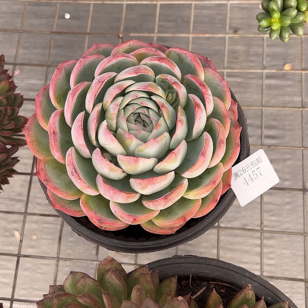 桃***猫4457侧影多肉植物