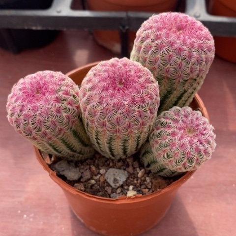 实生红太阳群9仙人球