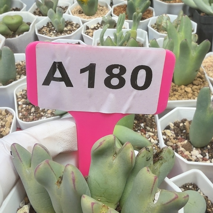 180莫莫莫莫莫在中央音乐学院