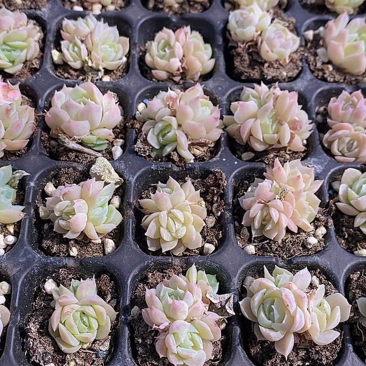 89 多肉植物盆栽花卉