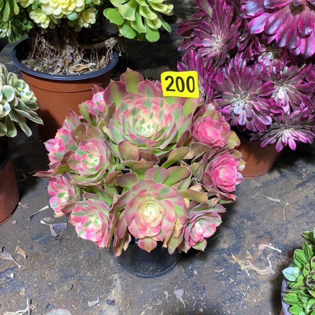 香妃多肉法师200