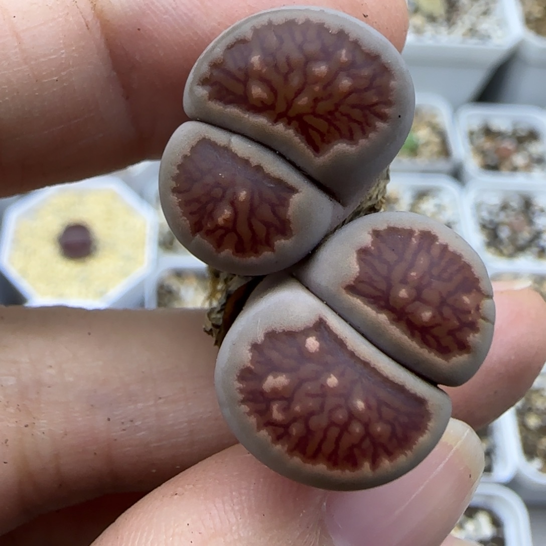 180双头红窗菊清框福利30包邮