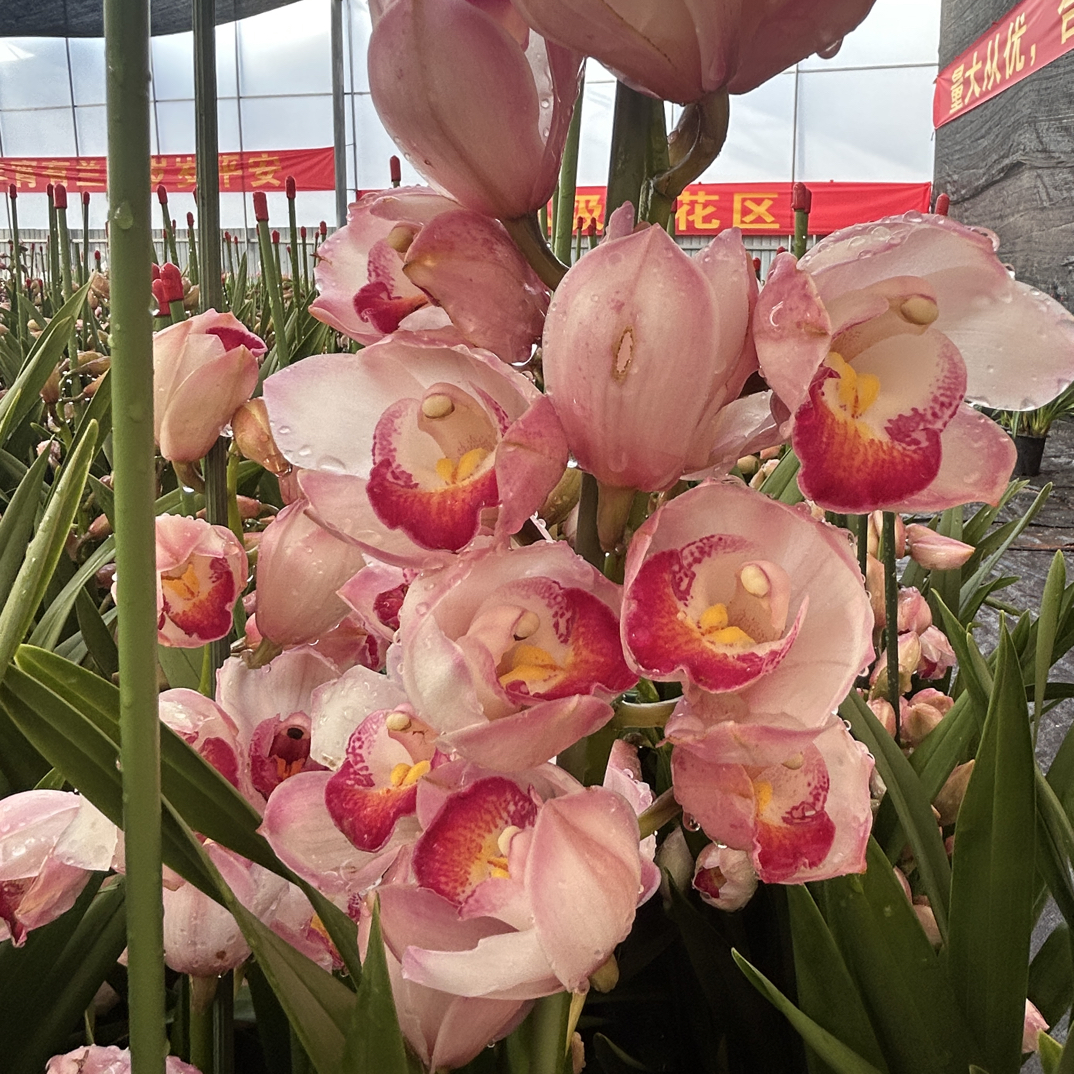 中玉大花慧兰盆栽4枝室内外阳台茶几好养花期长年宵花多年生粉色