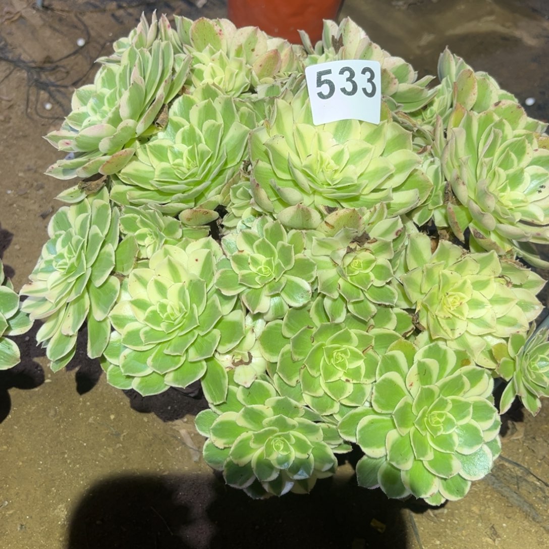 西施多肉法师533号