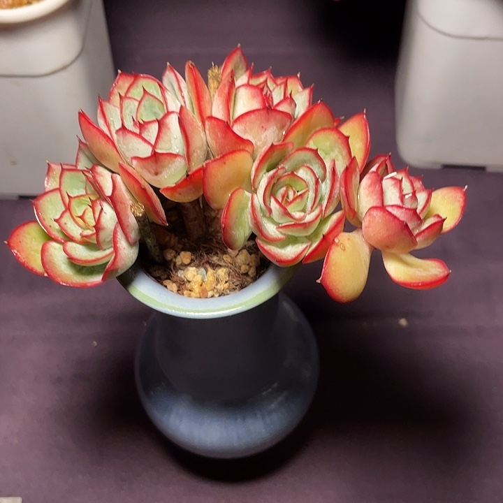 心***。多肉植物牡丹亭发货