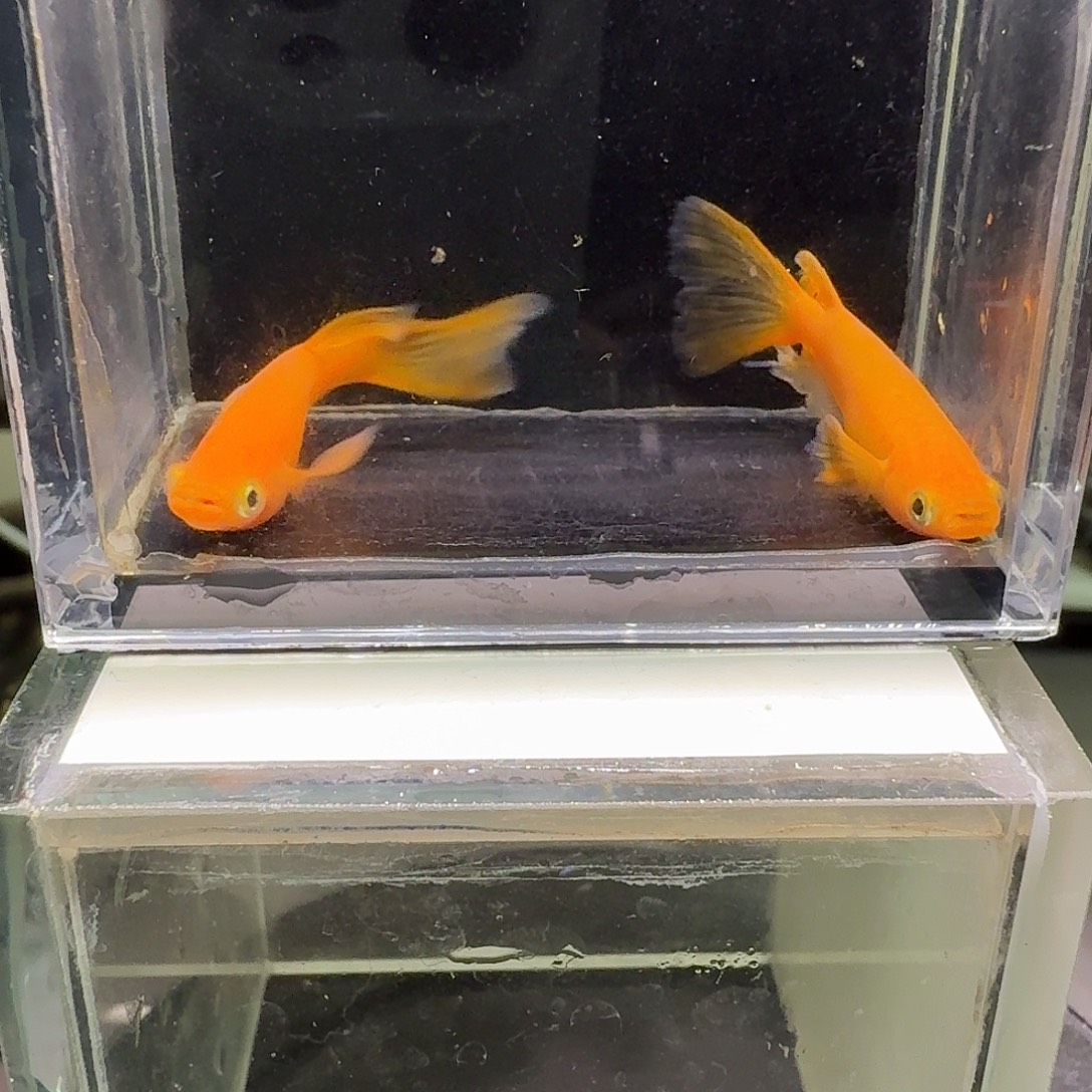 青鳉鱼一物一拍120