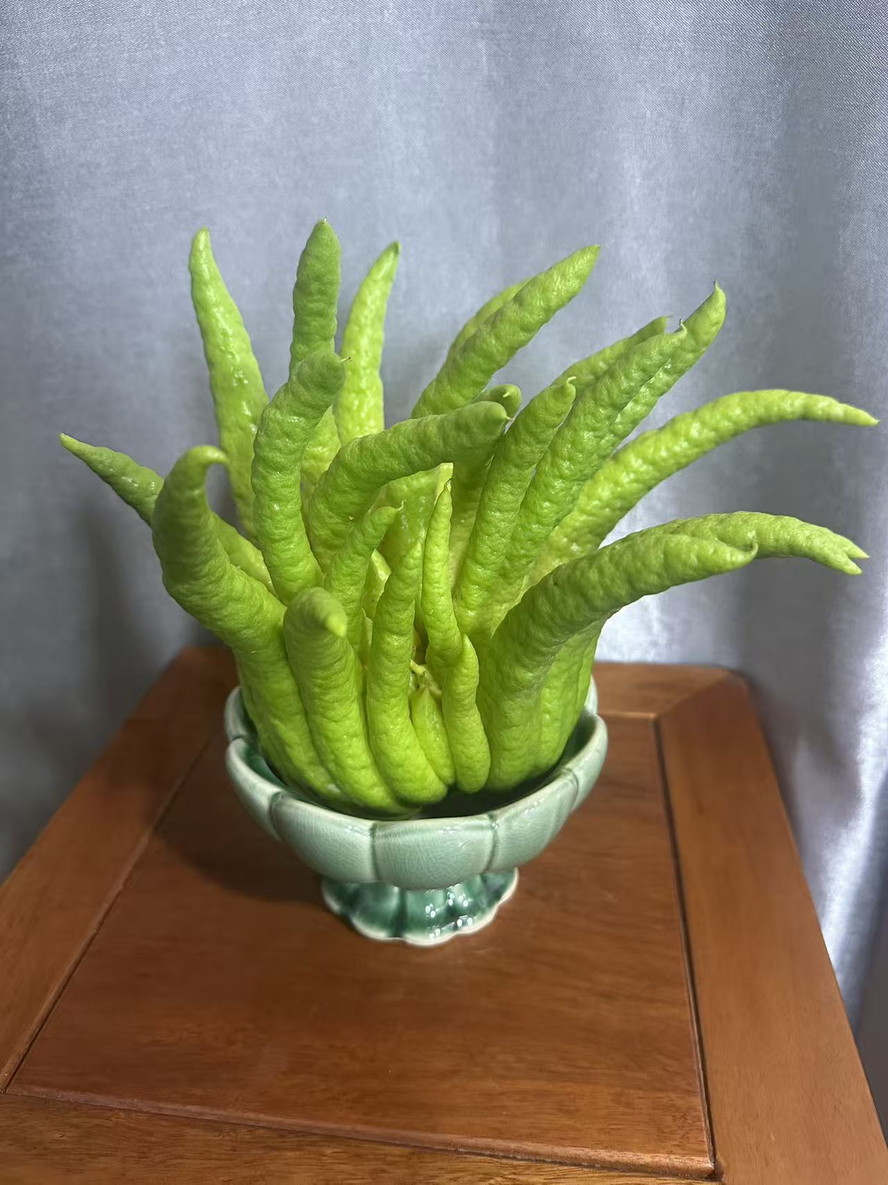 广东佛手柑苗 花卉绿植基地直发