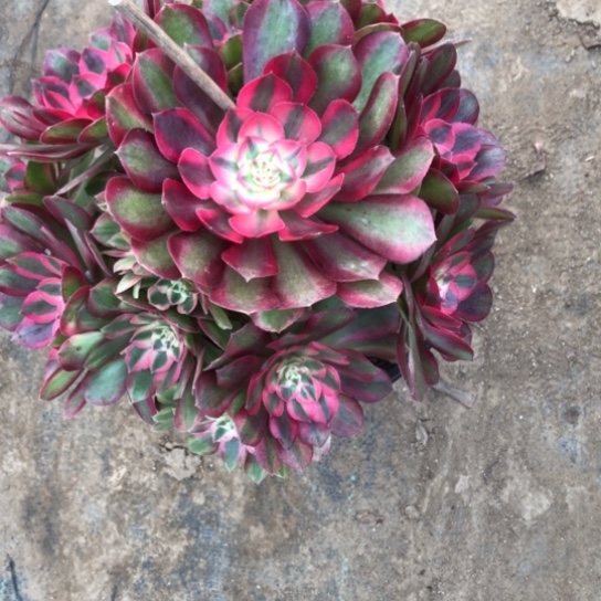万***爱无花朵粉体荔枝法师多肉植物579号