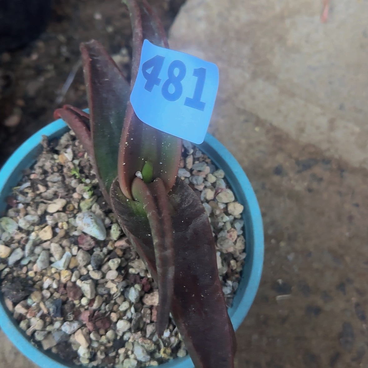 【闪购商品】祥块根植物