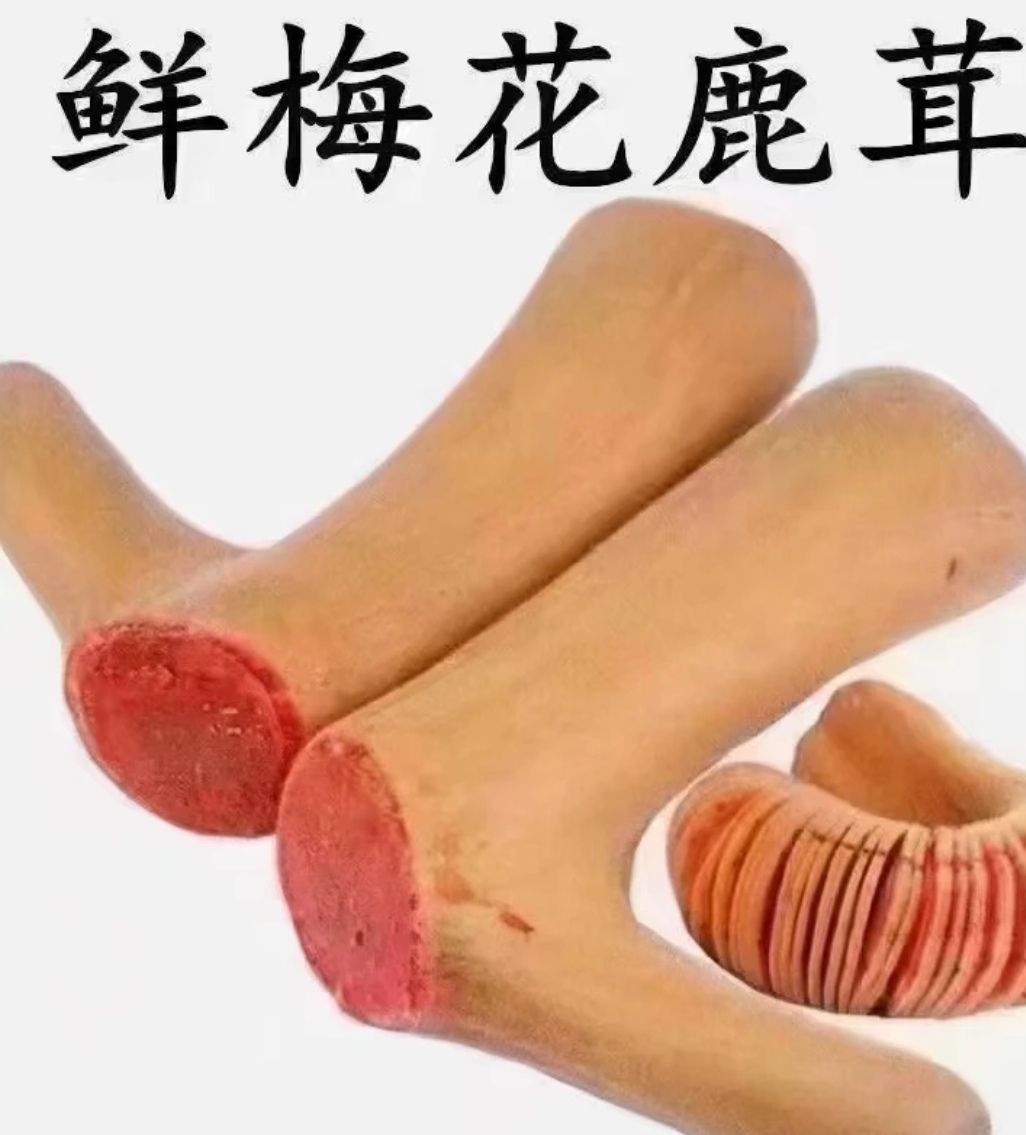 东北头茬鹿茸可泡酒（加脓型）