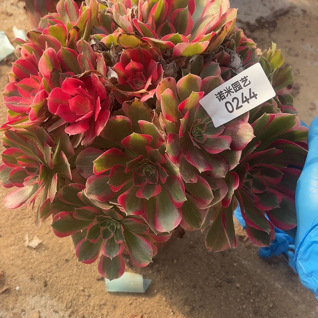 妖月手捧多肉植物244