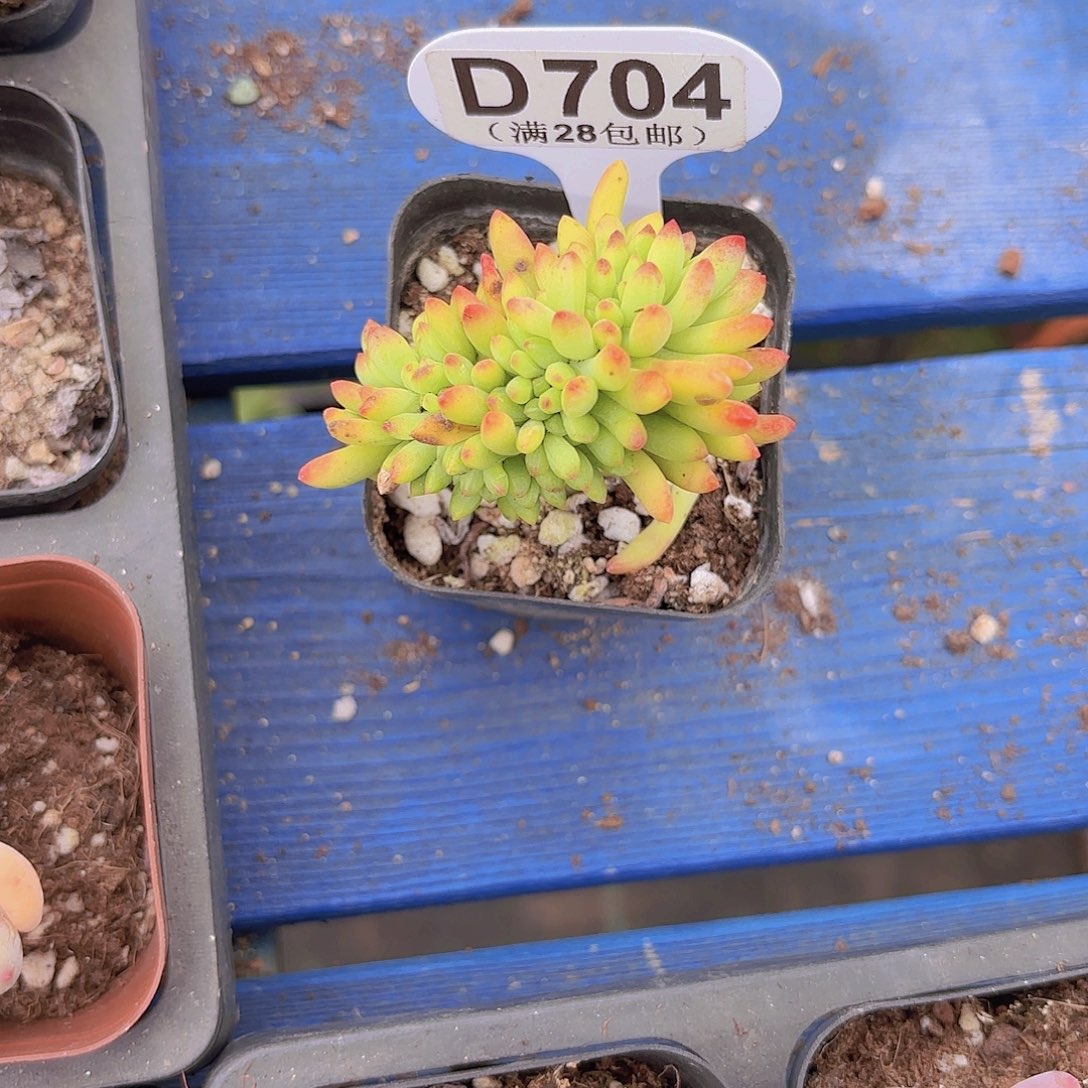 D704春萌一物一拍