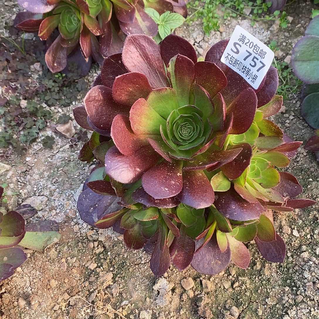 757黑魔花脸多肉