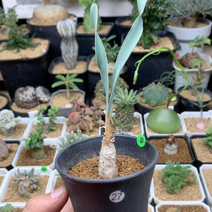 产地巨凤之卵带盆