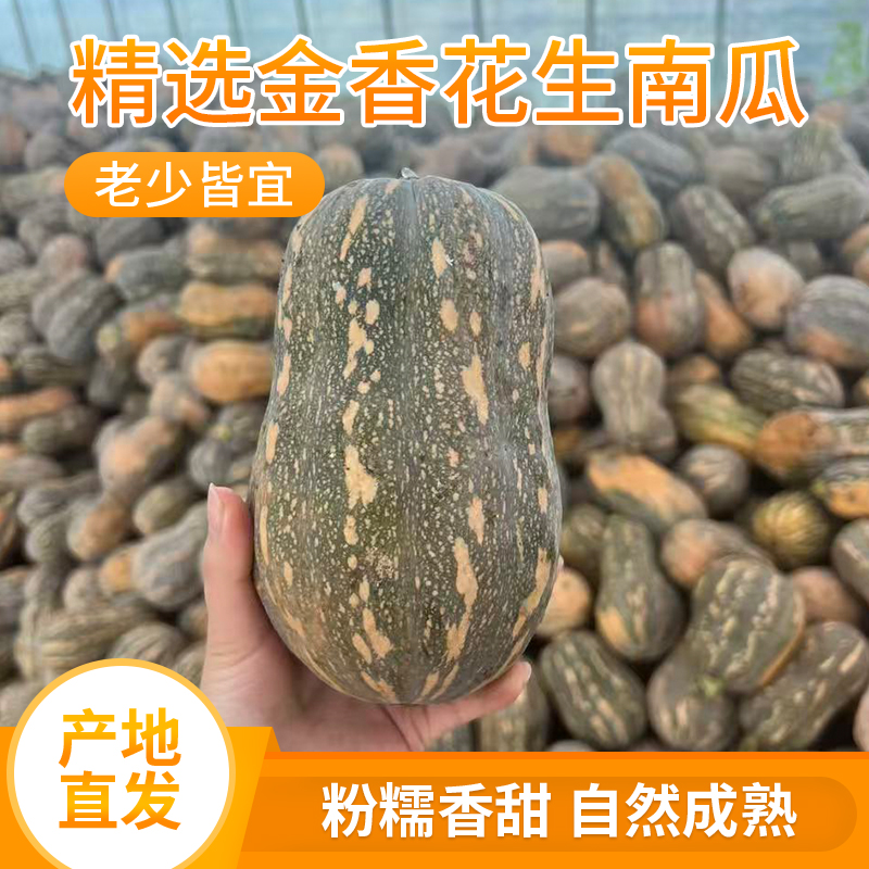现摘新鲜原产地直发金香花生南瓜软糯香甜适合孕妇宝宝辅食5斤