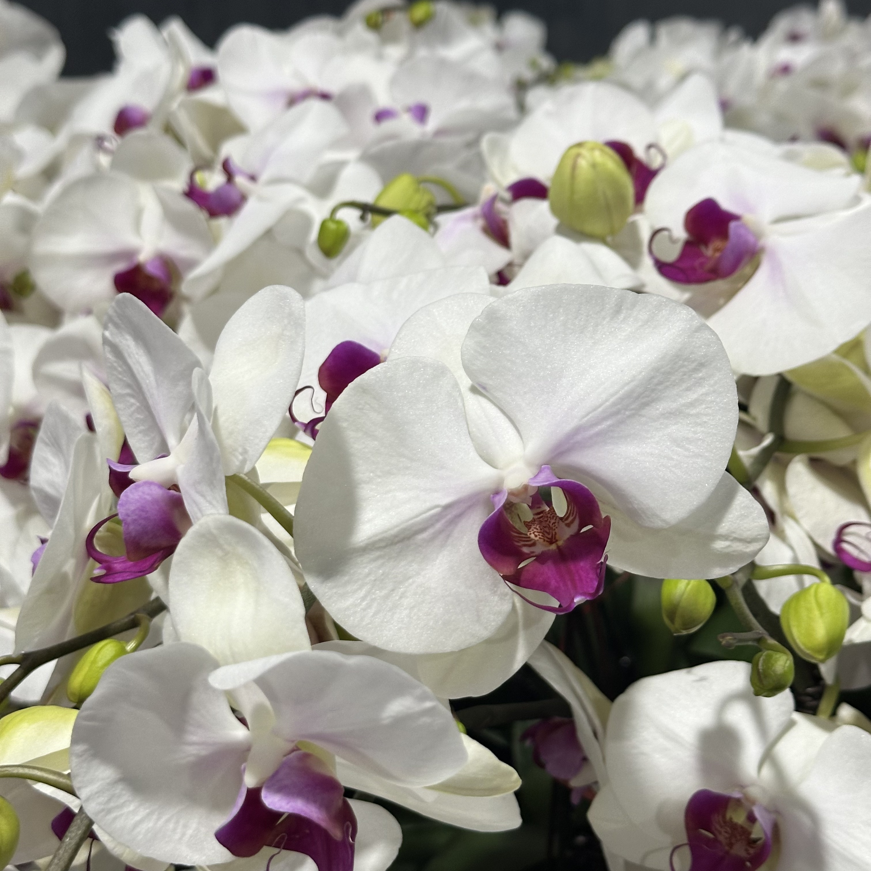 【白花红芯】蝴蝶兰