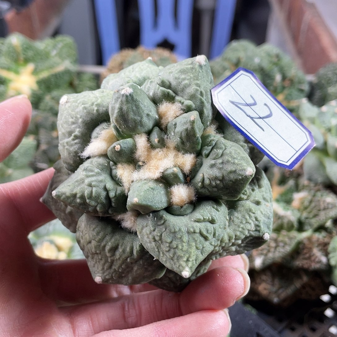 22号自根好好怒涛