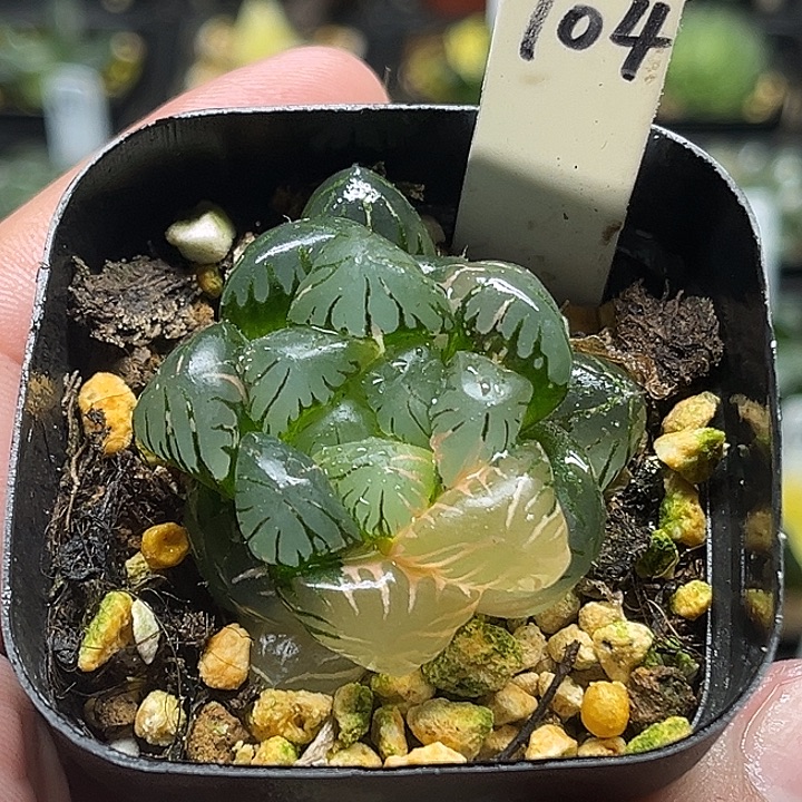 104冰灯玉露锦头家多肉十二卷