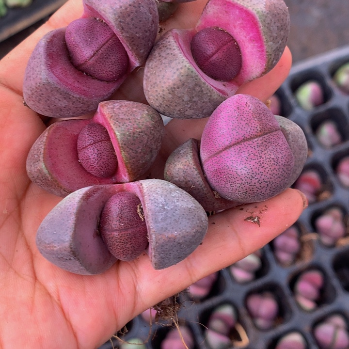 紫元宝5颗（满9.99包邮不满9.99发叶子）