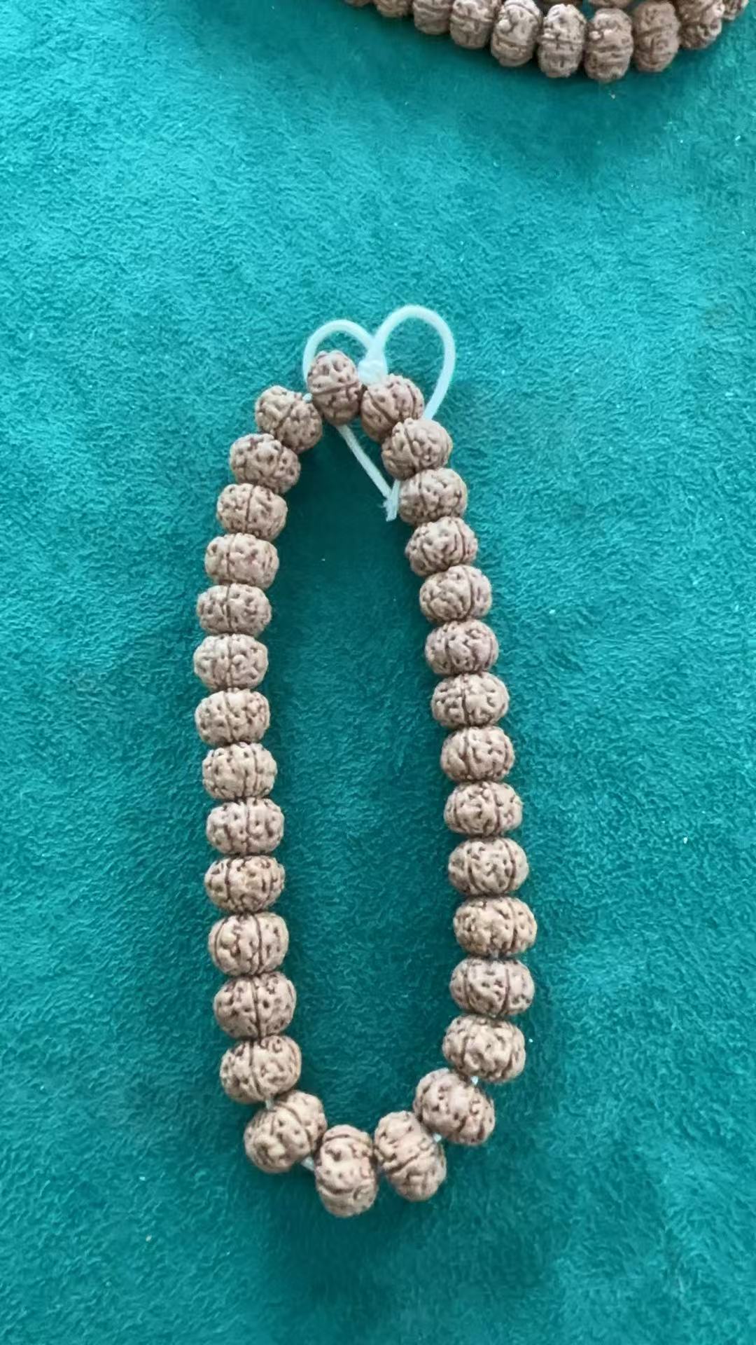 正宗树王大金刚 注意是树王，没有老！11-13均尺（拍下随机发货）