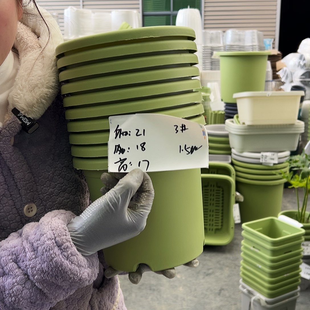 四季盆3#果绿10个无托