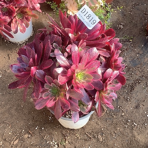 1819赤霞飞多肉微瑕疵处理