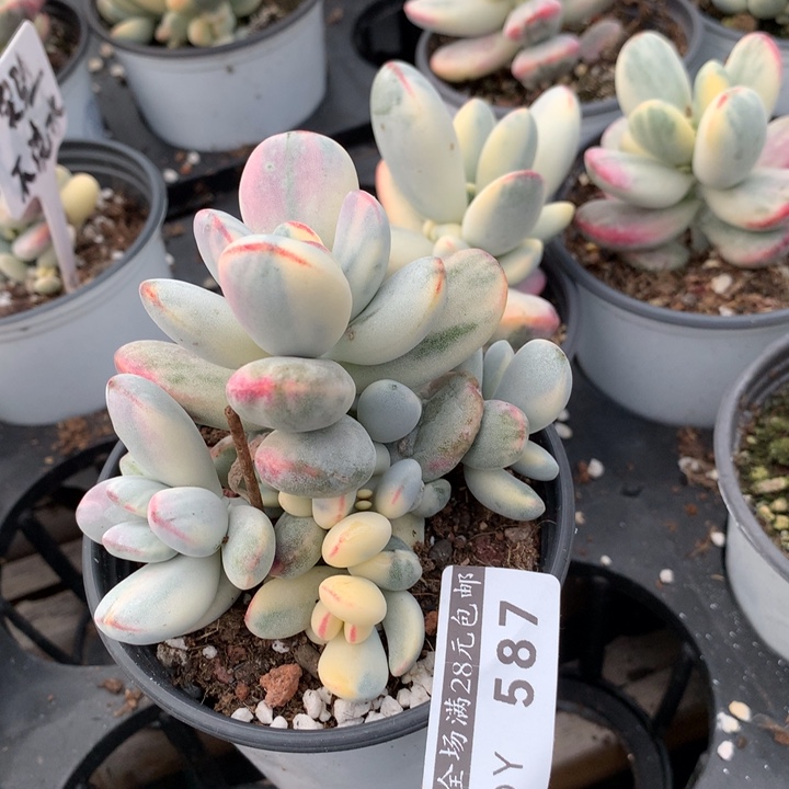 乒乓福娘锦多肉植物