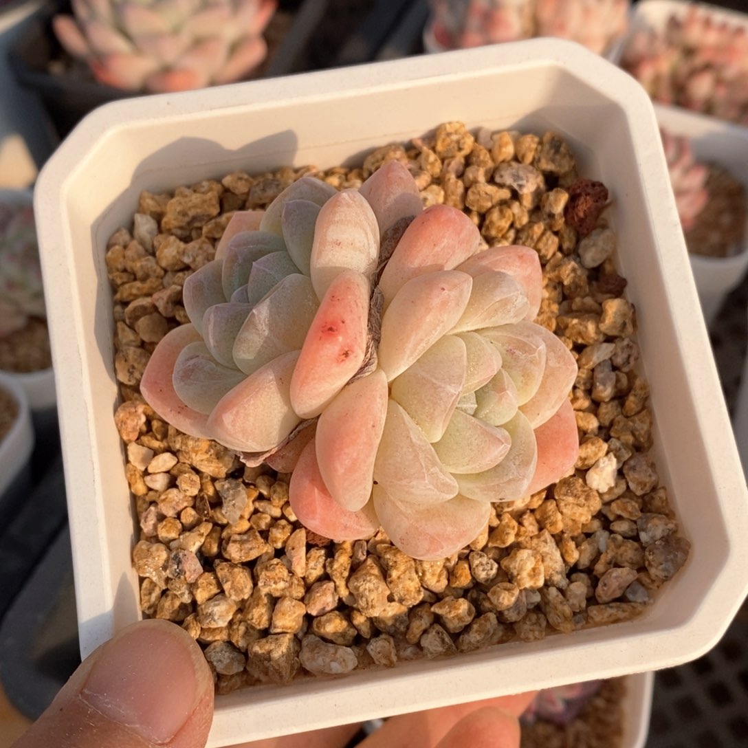 精品多肉一物一拍不包整145