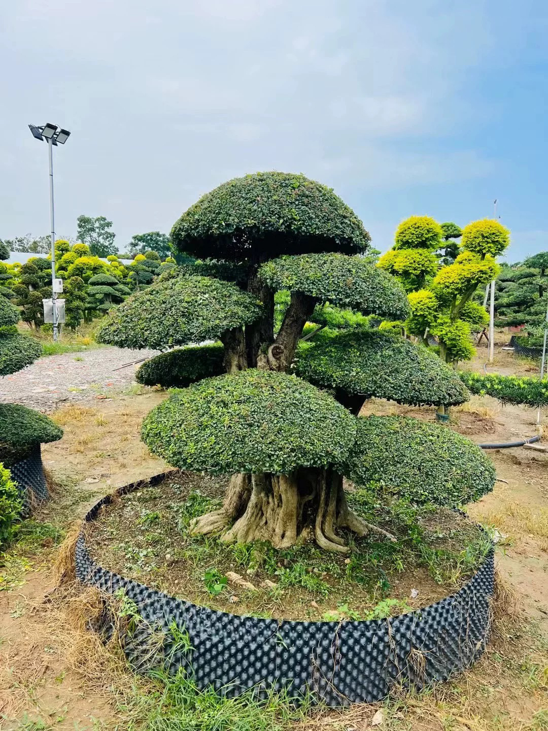 对节白蜡大型熟桩造型景观树庭院地景观赏树