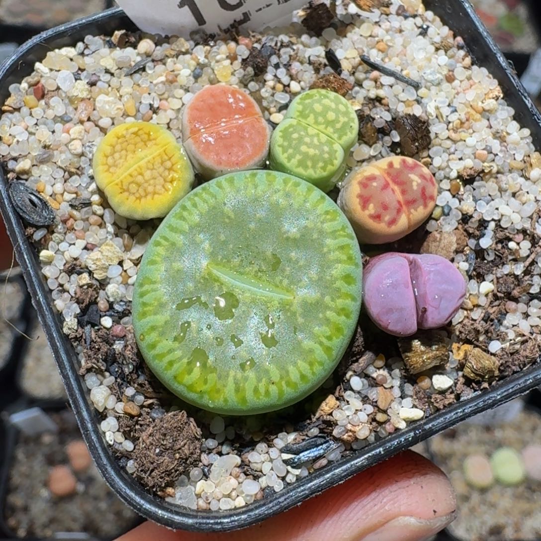 zzzz生石花肉锥1064