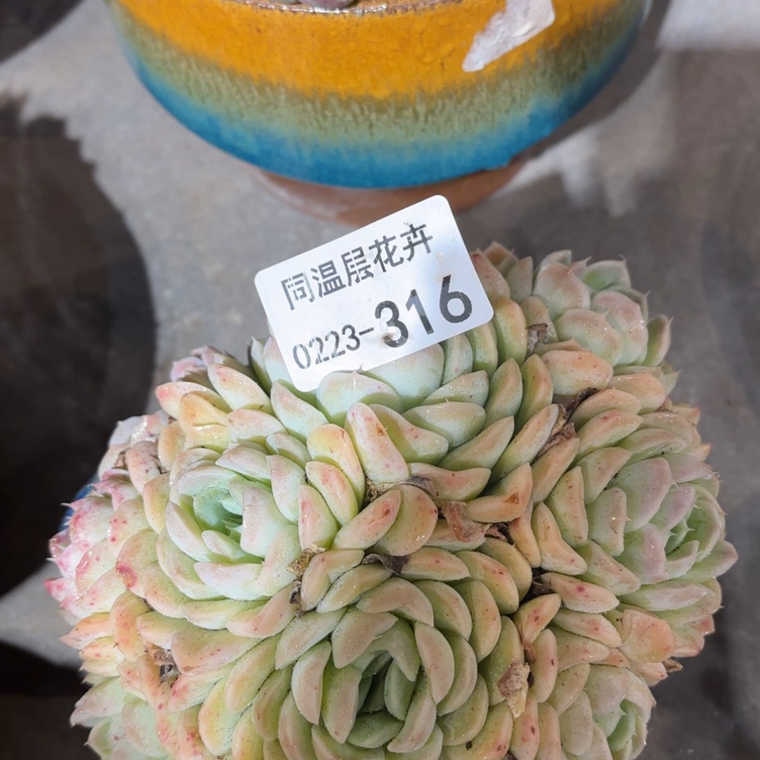 同温层多肉316西娜