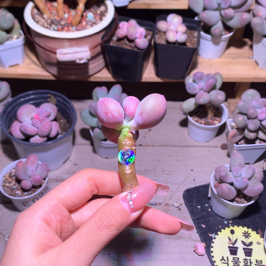 小屁桃桃桃桃桃子