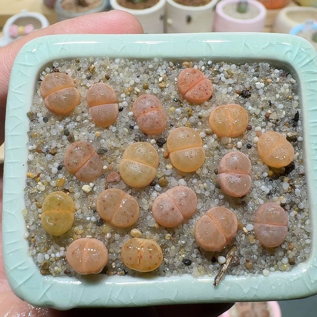 红陶蘑菇659草莓惜春