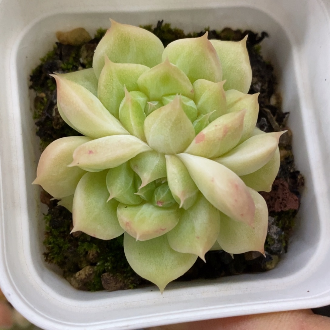 精品多肉一物一拍不包整266