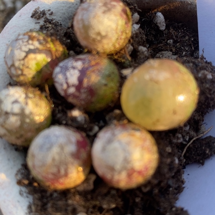 1514灯泡一组7颗