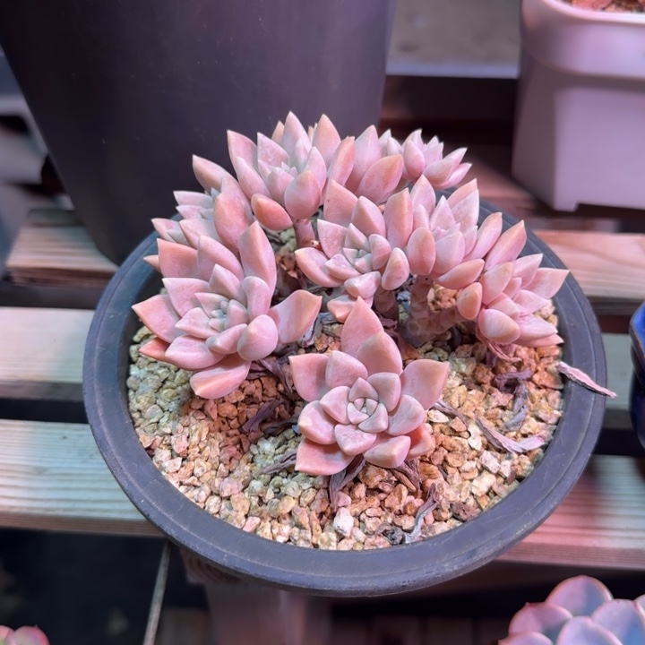 浪漫公主缀多头植物dgchhn