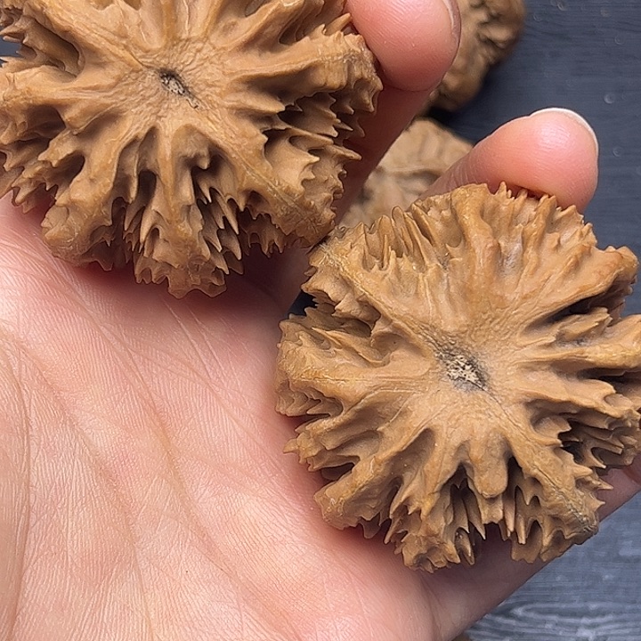 核桃秦岭突突突突突