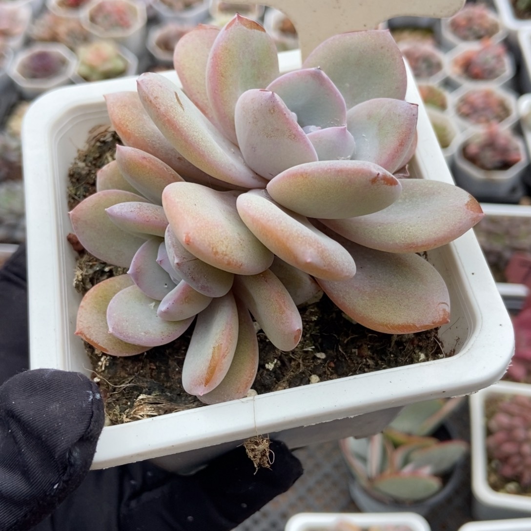 2028奶茶多肉植物多肉