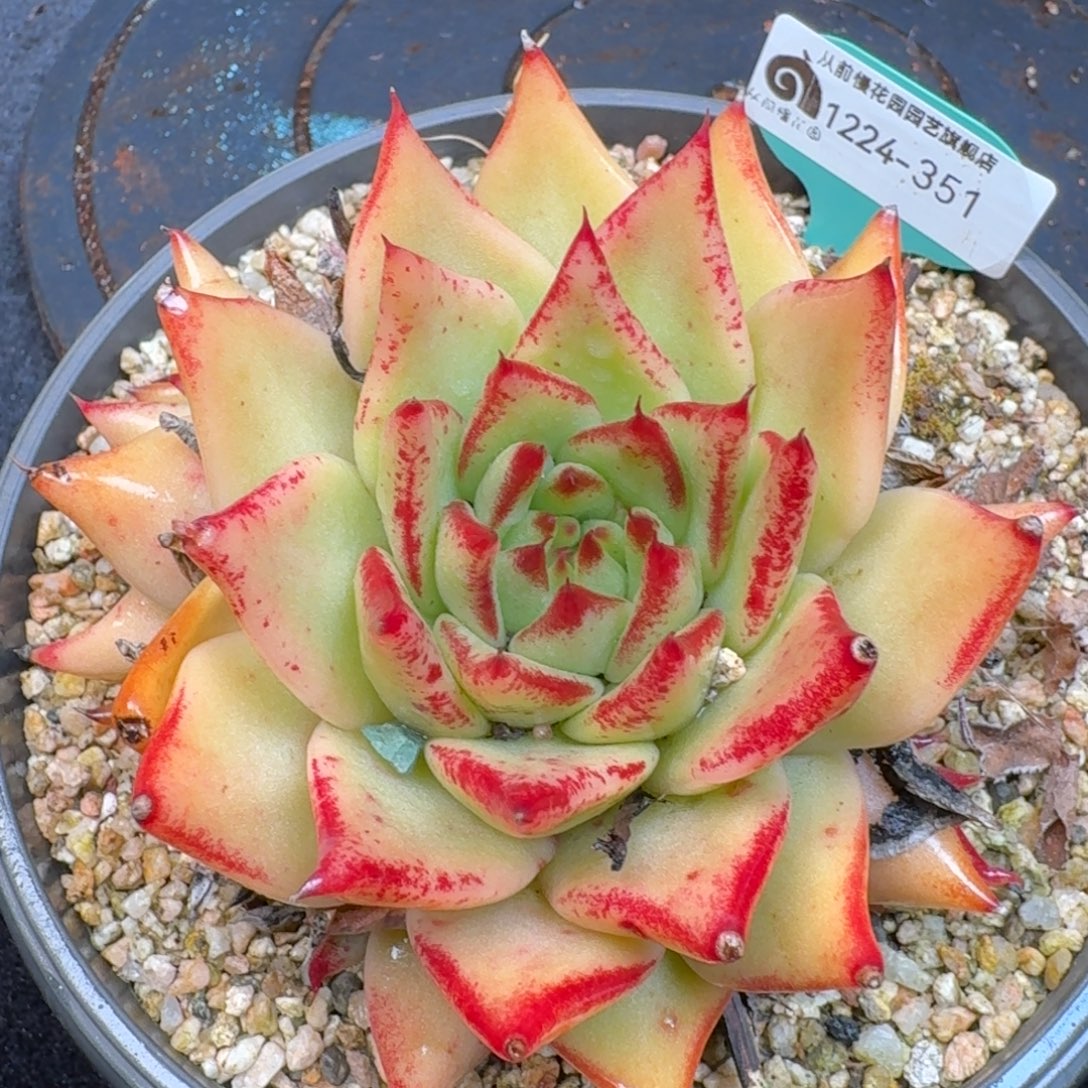 从前慢多肉精选编号1224.351