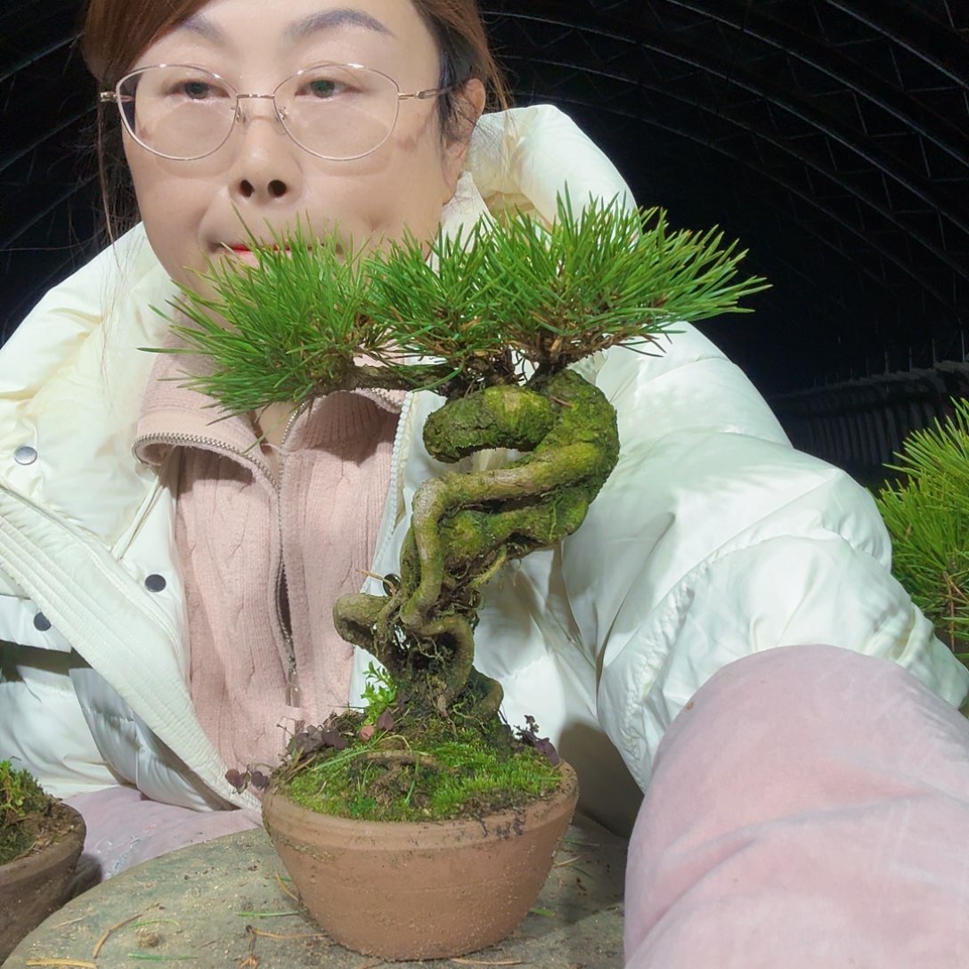 名***耀完全开放三河黑松盆景