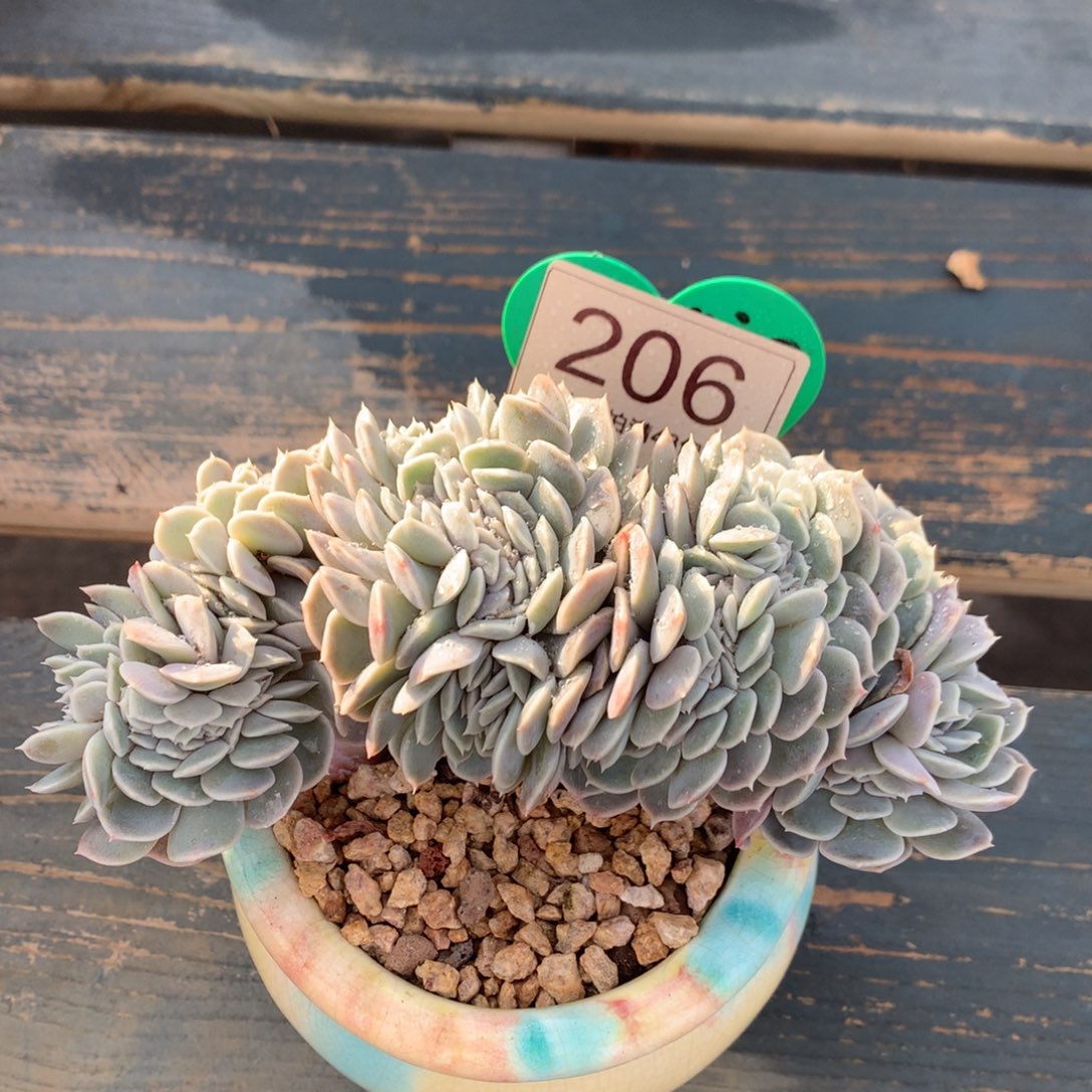 汉堡缀化一物一拍206