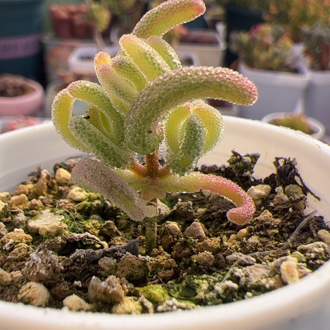 多肉植物枝干超白