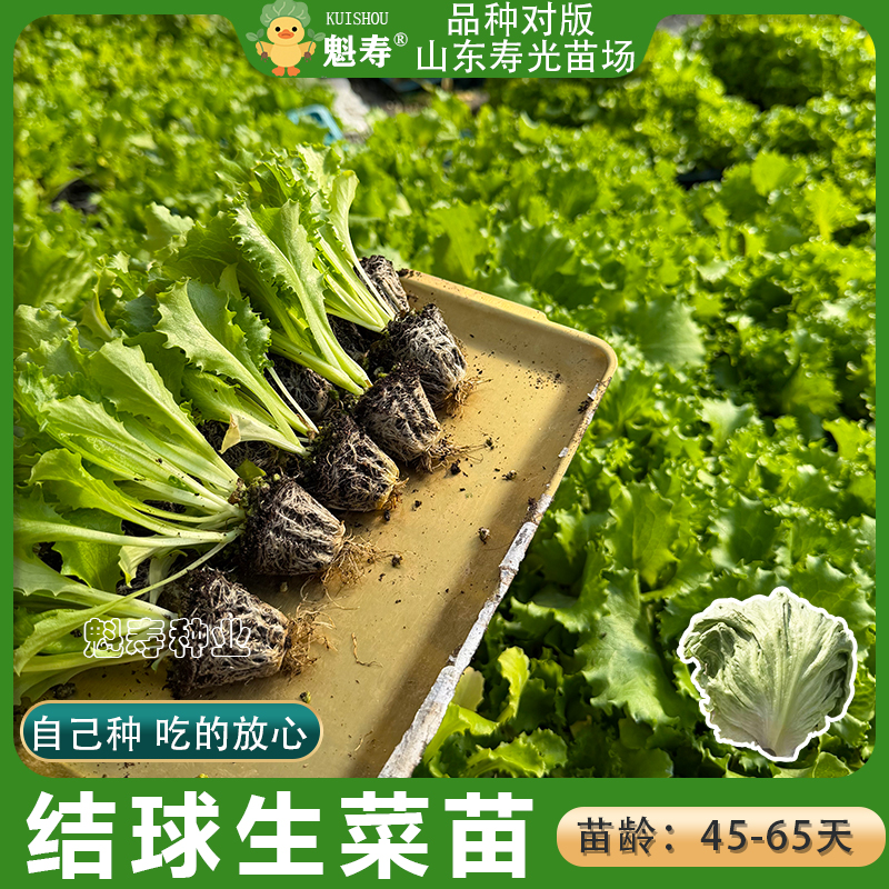 山东寿光四季结球生菜苗秧苗奶油沙拉生菜罗马生菜苗种子地栽盆栽
