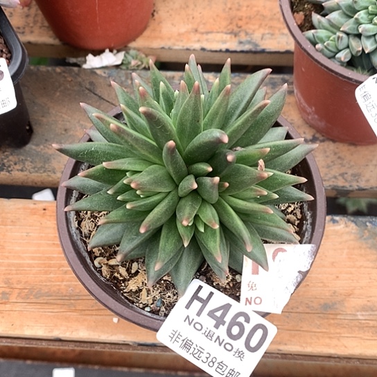 布丁朵朵缀460 全场处理退款拉黑7-8天发货