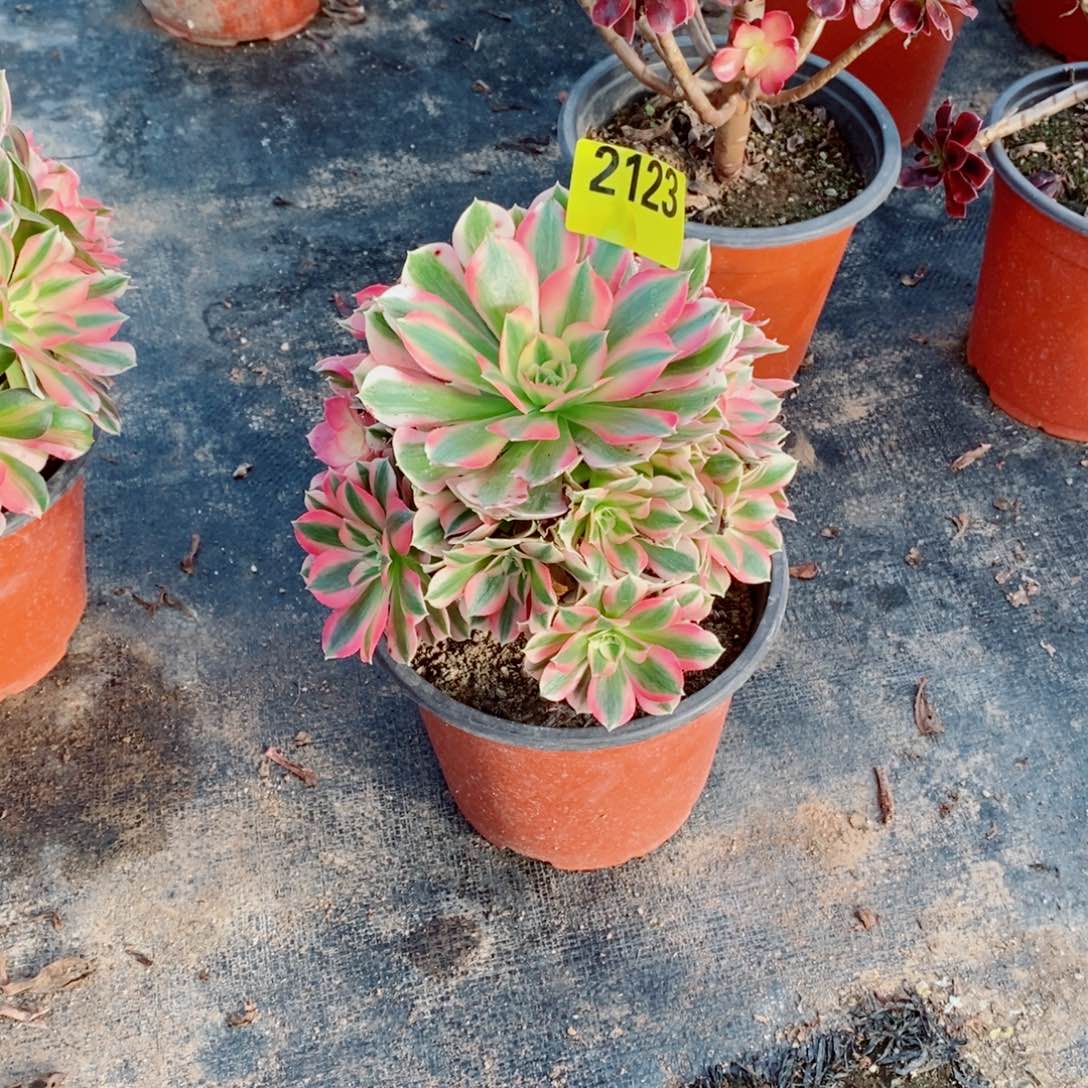 帅***粉女郎多肉法师2123