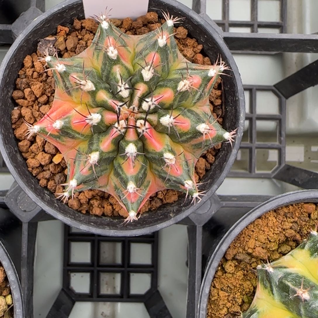 136-0213脱土发多肉