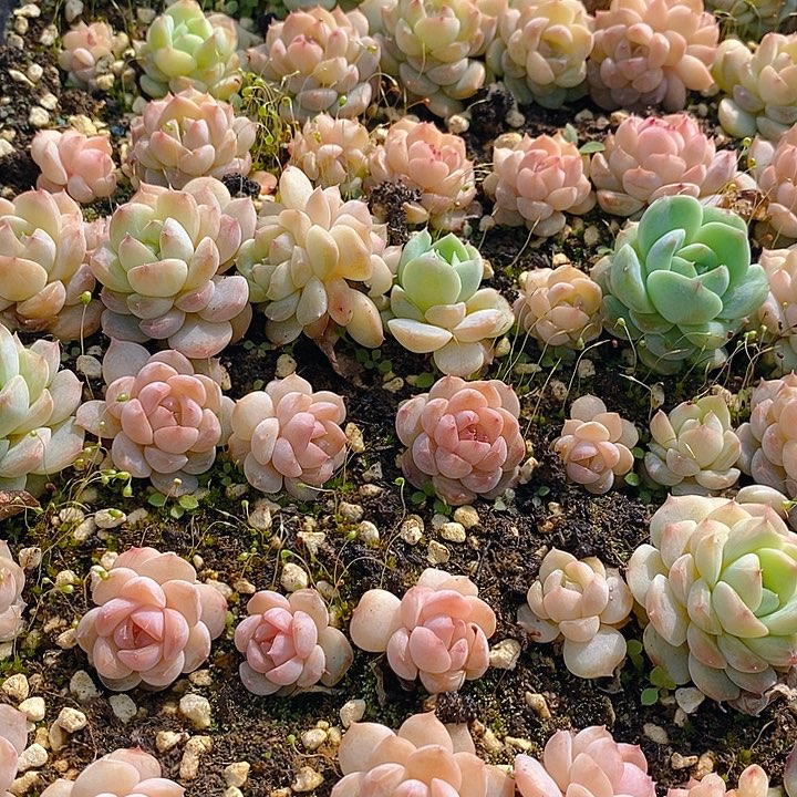 16 多肉植物盆栽花卉植物