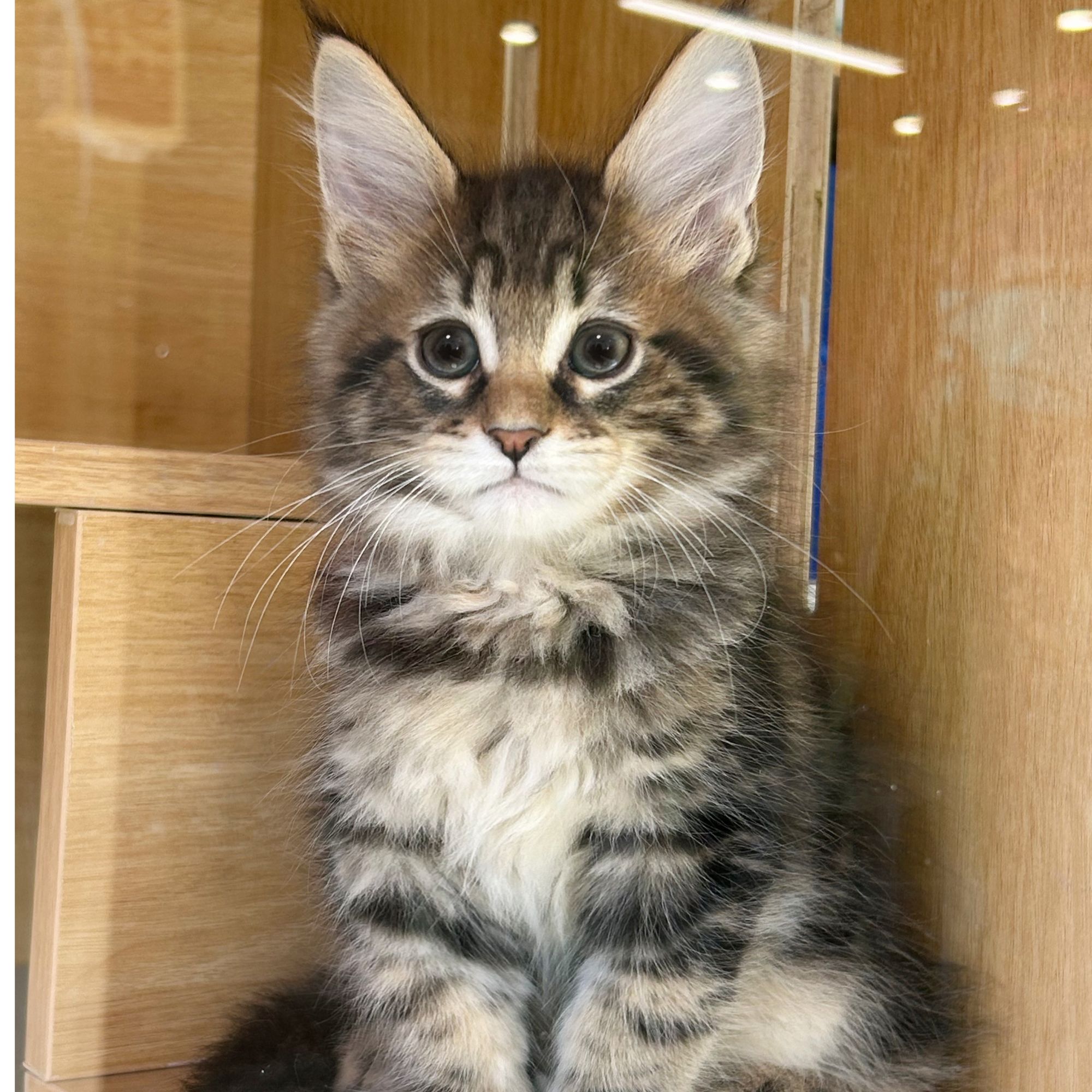 金渐层英短美短缅因暹罗曼基康米努特长毛猫短毛猫矮脚猫可爱小猫